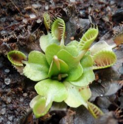 Dionaea muscipula Cupped Trap